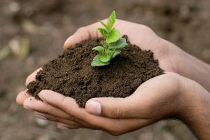 hand holding small tree for planting. concept green world.