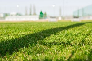 Lawn, soccer or football field